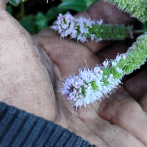 mountain mint