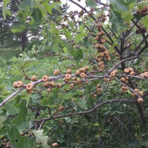 bear oak (quercus ilexifolia)