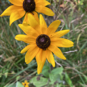 black eyed susan (rudbeckia hirta)