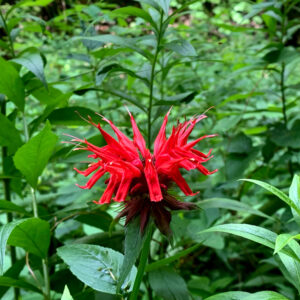 beebalm monarda