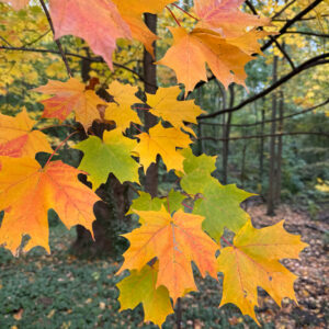 sugar maple (acer saccharum)