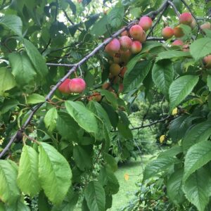 american plum fruit