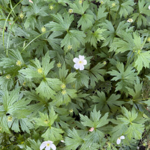 perennial