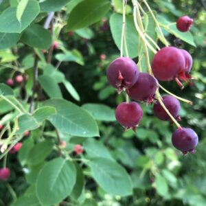 juneberries