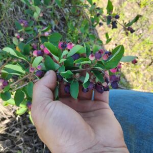 low running serviceberry (amelanchier stolonifera)