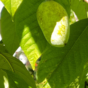 pawpaw (asimina triloba)
