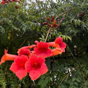 trumpet vine (campsis radicans)