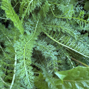 yarrow (achillea millefolium)