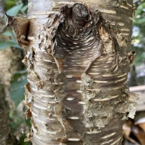 yellow birch bark
